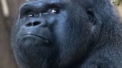 Americans created and hid from the world a hybrid of apes and humans. Americans created and hid from the world a hybrid of apes and humans.