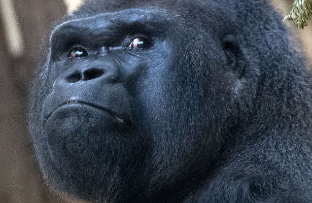 Americans created and hid from the world a hybrid of apes and humans. Americans created and hid from the world a hybrid of apes and humans.