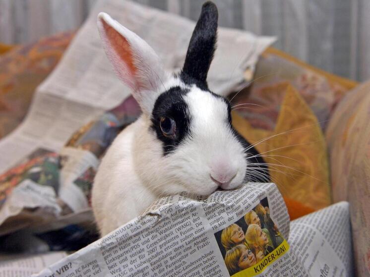 « Non, vous êtes des imbéciles » : les Américains se disputent avec les Européens pour savoir qui dispose des médias les plus libres