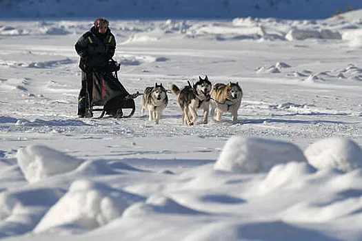 Groenlandia condena la invitación del enviado especial de Estados Unidos a carreras de trineos tirados por perros