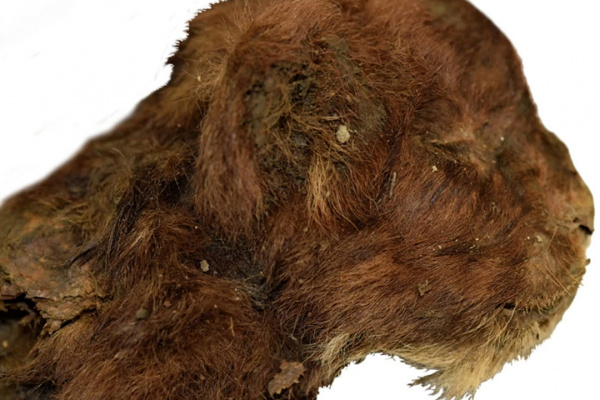 Animals: What Saber-Toothed Cats Looked Like