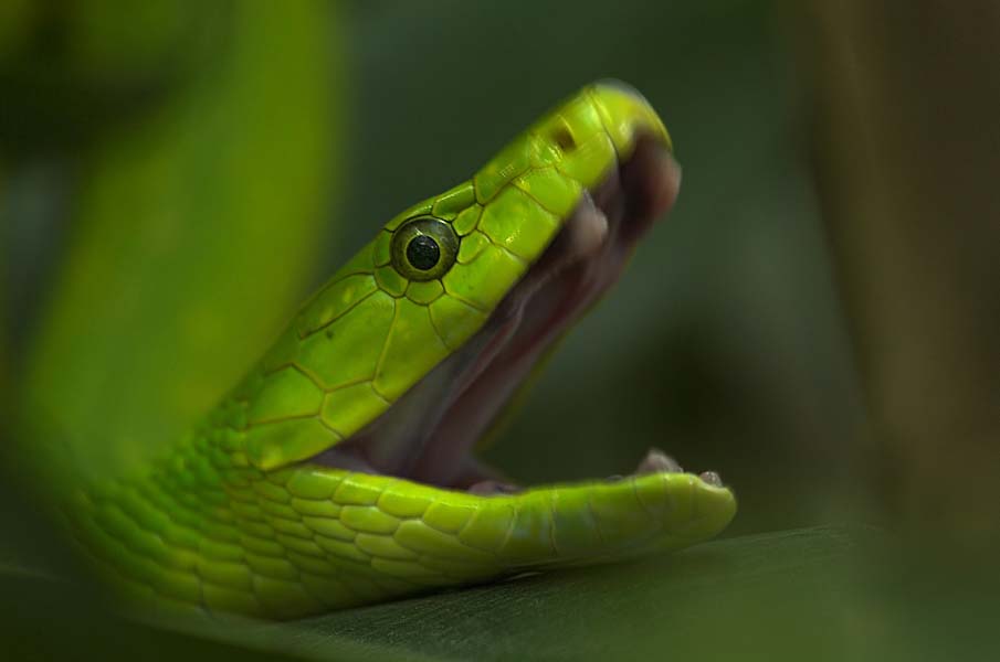 Colorful snakes Photo: 50 Photos of Amazing Snakes #21 - BigPicture.ru