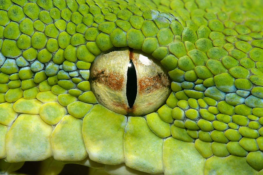 Colorful snakes Photo: 50 Photos of Amazing Snakes #22 - BigPicture.ru
