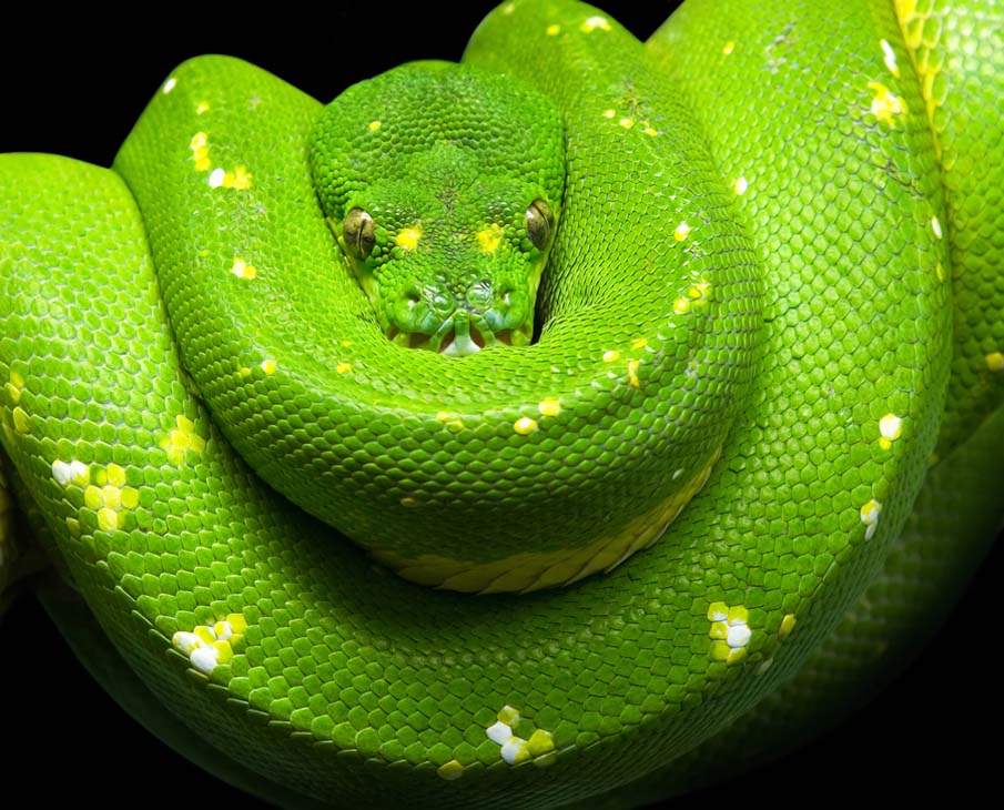Colorful snakes Photo: 50 Photos of Amazing Snakes #11 - BigPicture.ru