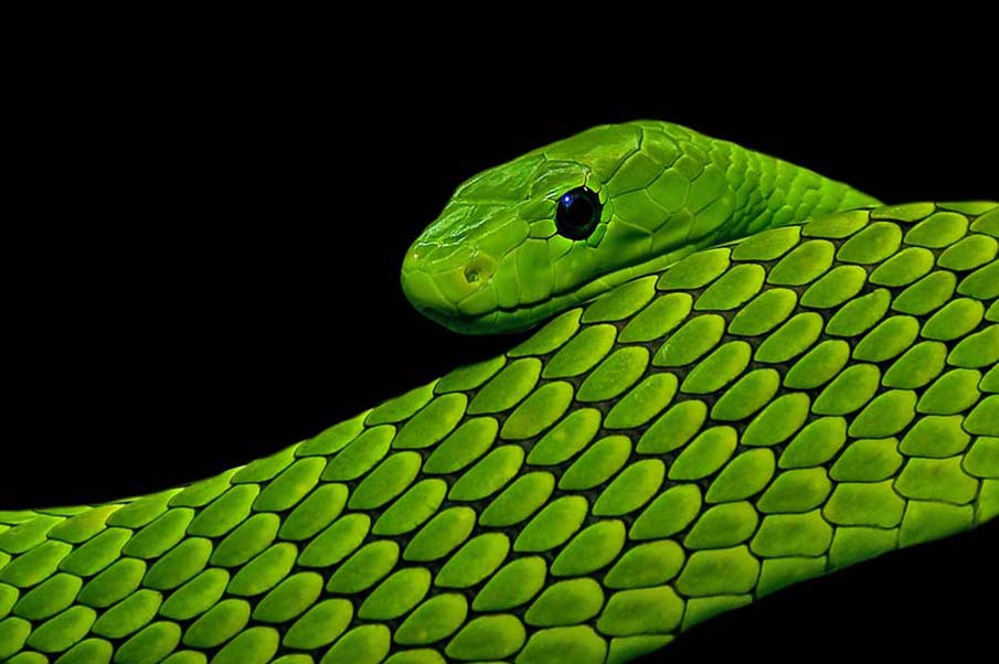Colorful snakes Photo: 50 Photos of Amazing Snakes #7 - BigPicture.ru