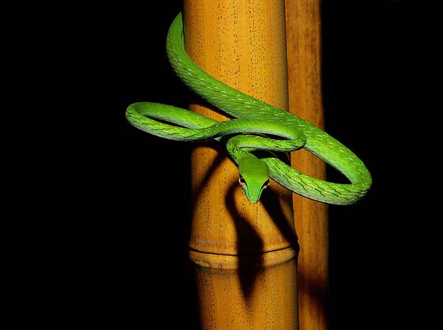 Colorful snakes Photo: 50 Photos of Amazing Snakes #16 - BigPicture.ru