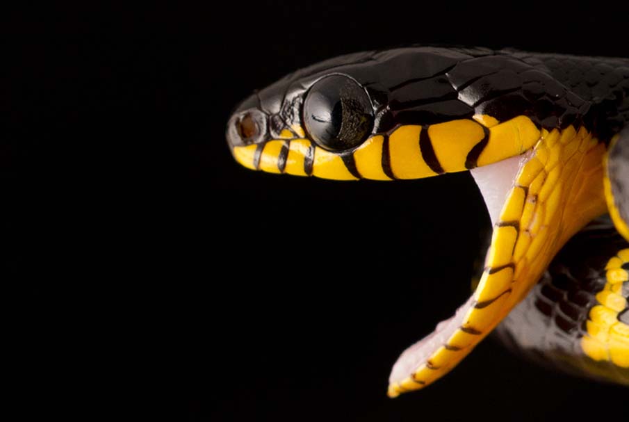 Colorful snakes Photo: 50 Photos of Amazing Snakes #12 - BigPicture.ru