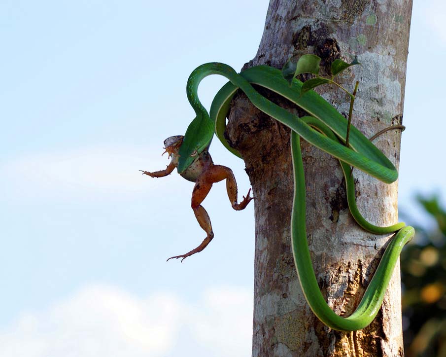 Colorful snakes Photo: 50 Photos of Amazing Snakes #17 - BigPicture.ru