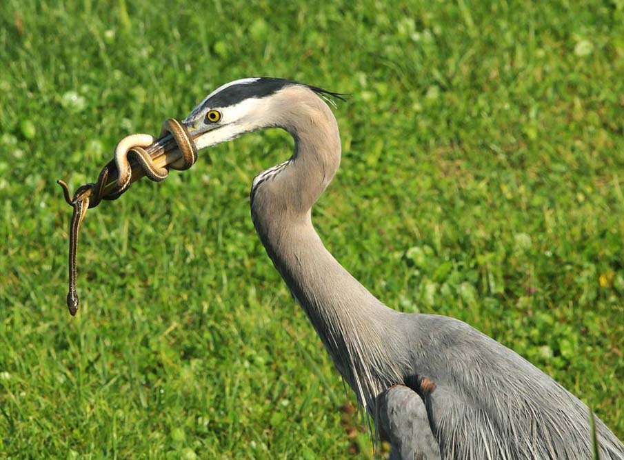 Colorful snakes Photo: 50 Photos of Amazing Snakes #8 - BigPicture.ru