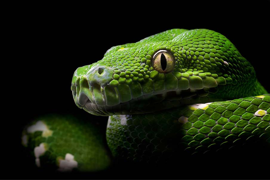 Colorful snakes Photo: 50 Photos of Amazing Snakes #2 - BigPicture.ru