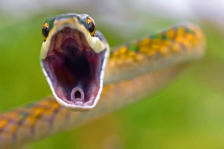 Colorful snakes Photo: 50 Photos of Amazing Snakes #3 - BigPicture.ru
