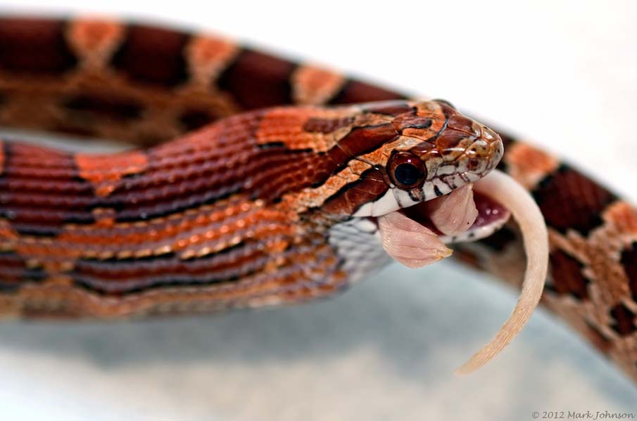 Colorful snakes Photo: 50 Photos of Amazing Snakes #13 - BigPicture.ru