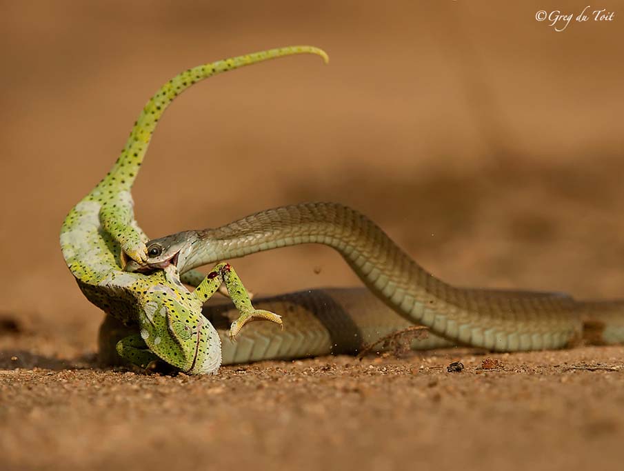 Colorful snakes Photo: 50 Photos of Amazing Snakes #10 - BigPicture.ru