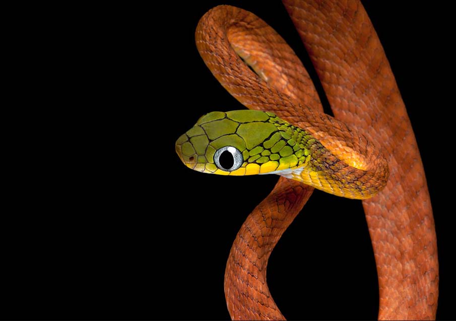 Colorful snakes Photo: 50 Photos of Amazing Snakes #4 - BigPicture.ru