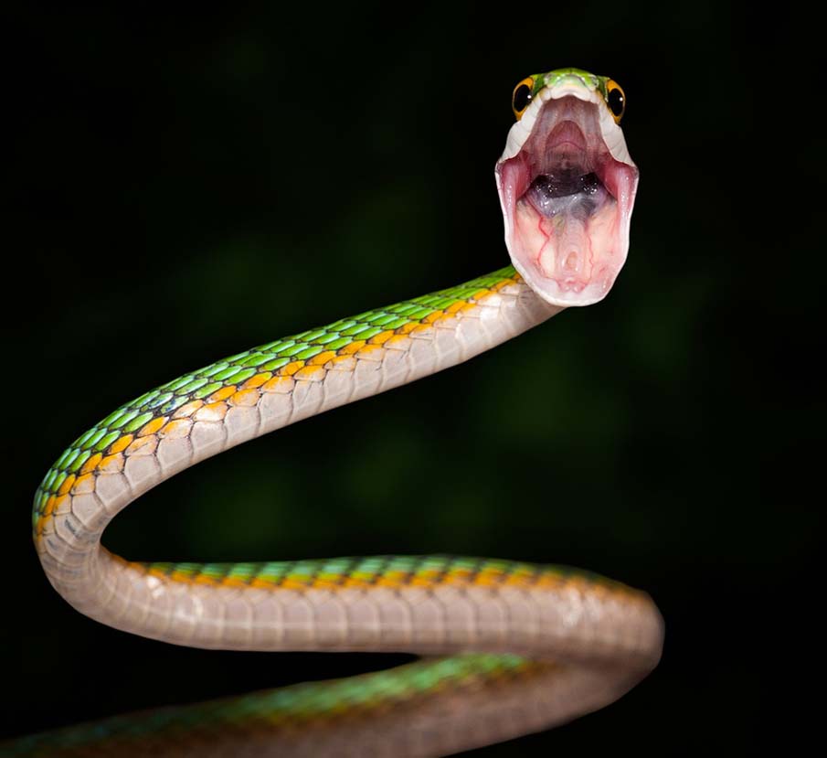 Colorful snakes Photo: 50 Photos of Amazing Snakes #9 - BigPicture.ru