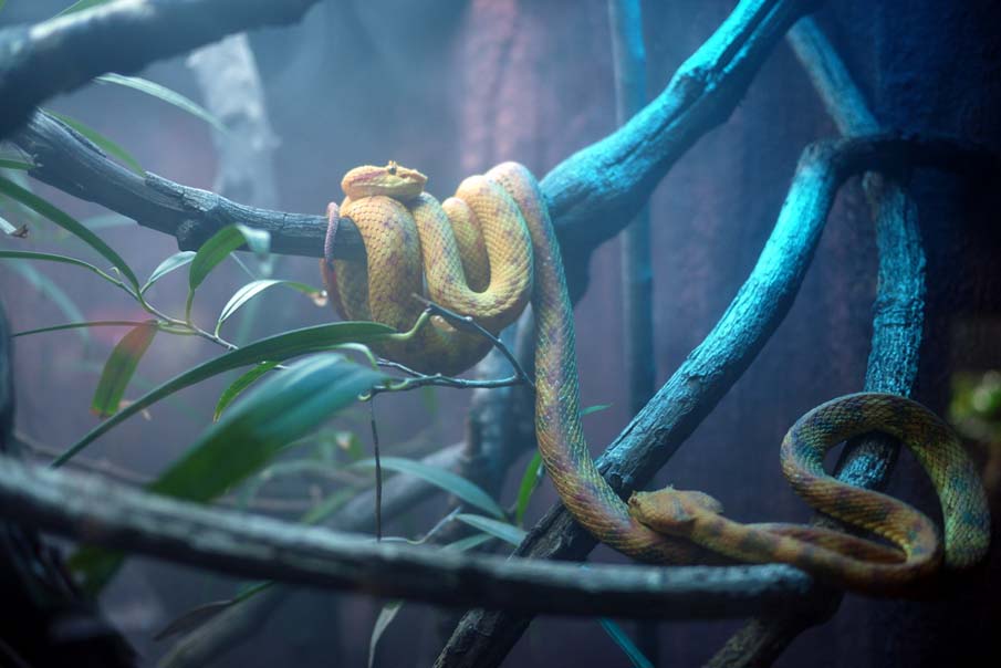 Colorful snakes Photo: 50 Photos of Amazing Snakes #39 - BigPicture.ru