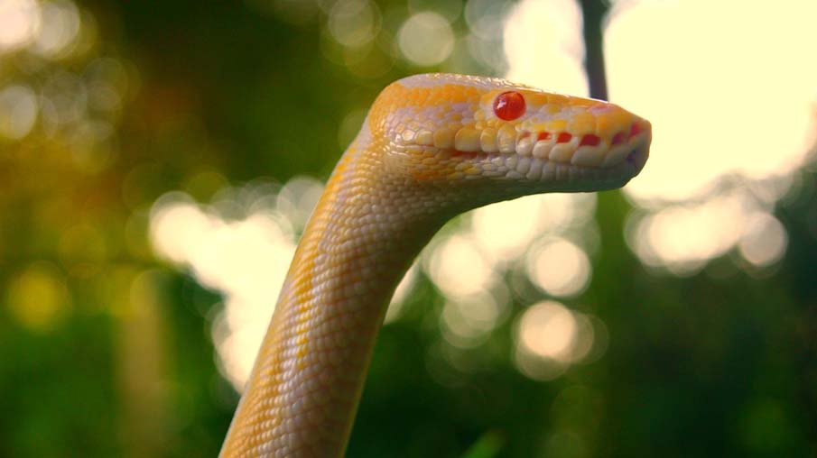 Colorful snakes Photo: 50 Photos of Amazing Snakes #29 - BigPicture.ru