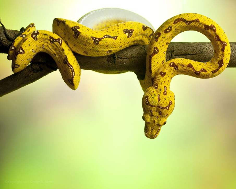 Colorful snakes Photo: 50 Photos of Amazing Snakes #50 - BigPicture.ru