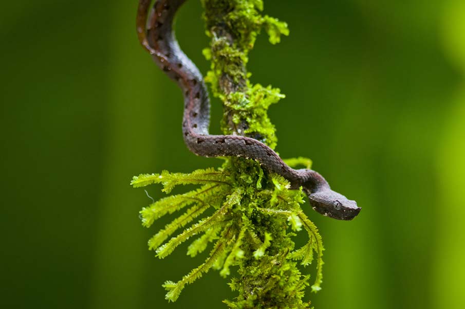 Colorful snakes Photo: 50 Photos of Amazing Snakes #48 - BigPicture.ru