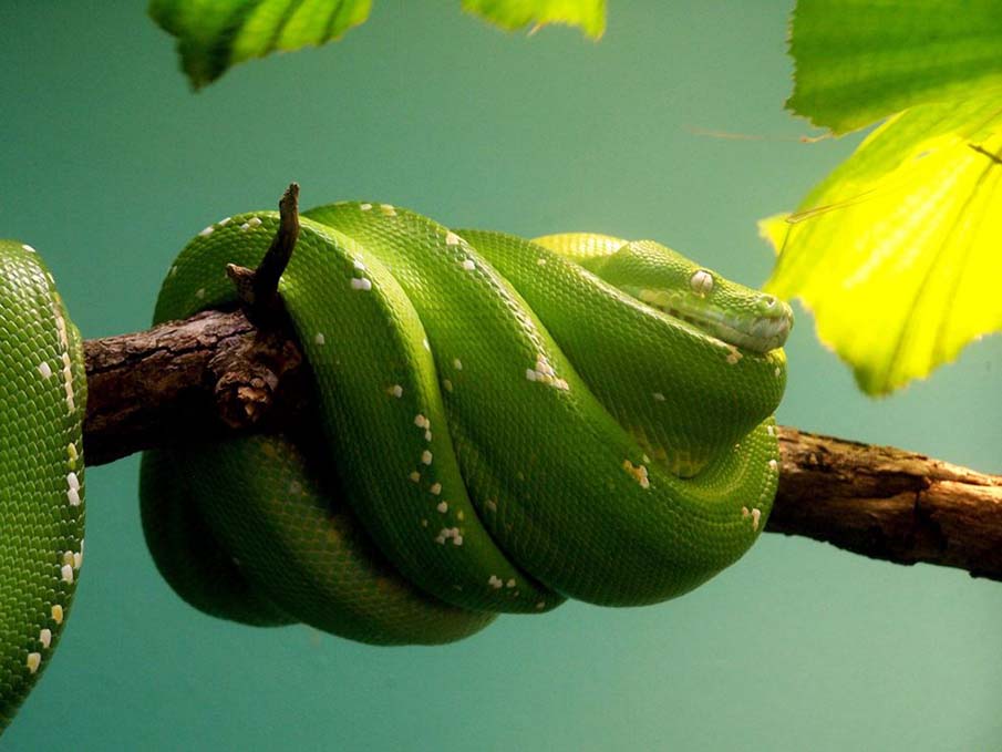 Colorful snakes Photo: 50 Photos of Amazing Snakes #45 - BigPicture.ru
