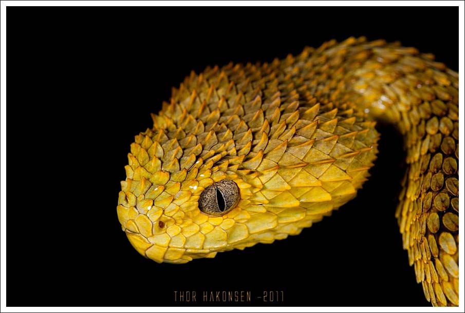 Colorful snakes Photo: 50 Photos of Amazing Snakes #23 - BigPicture.ru