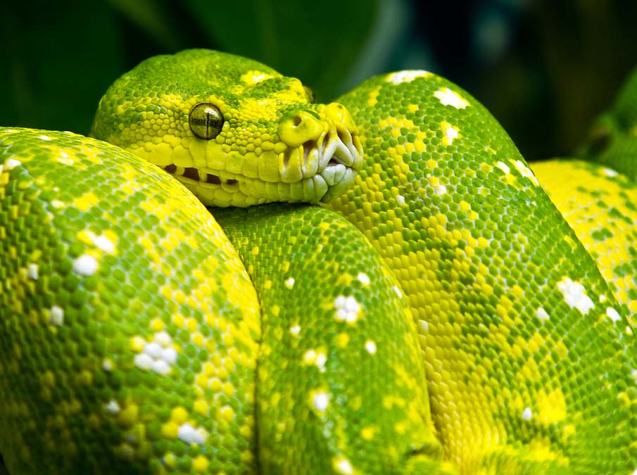 Colorful snakes Photo: 50 Photos of Amazing Snakes #26 - BigPicture.ru