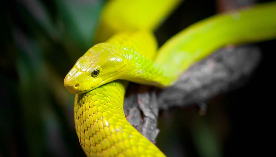 Colorful snakes Photo: 50 Photos of Amazing Snakes #40 - BigPicture.ru