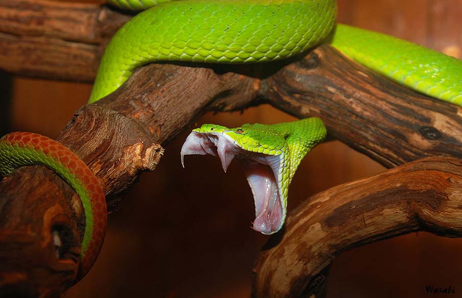 Colorful snakes Photo: 50 Photos of Amazing Snakes #38 - BigPicture.ru