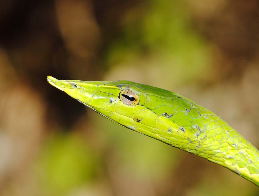 Colorful snakes Photo: 50 Photos of Amazing Snakes #31 - BigPicture.ru