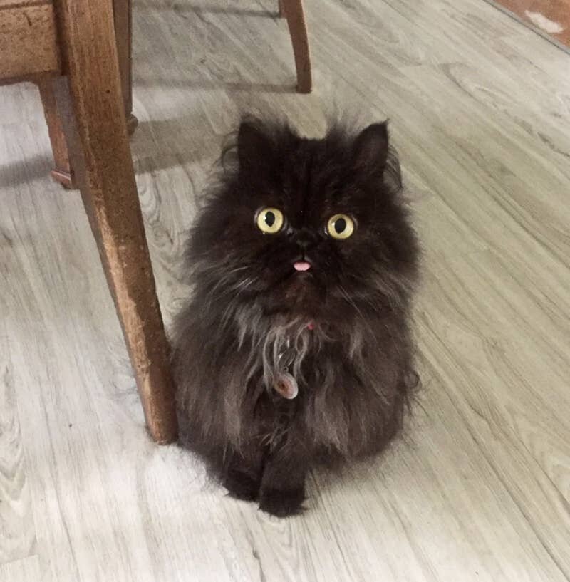 Photo: Everything suits cats. Even a tongue hanging out! #11 - BigPicture.ru