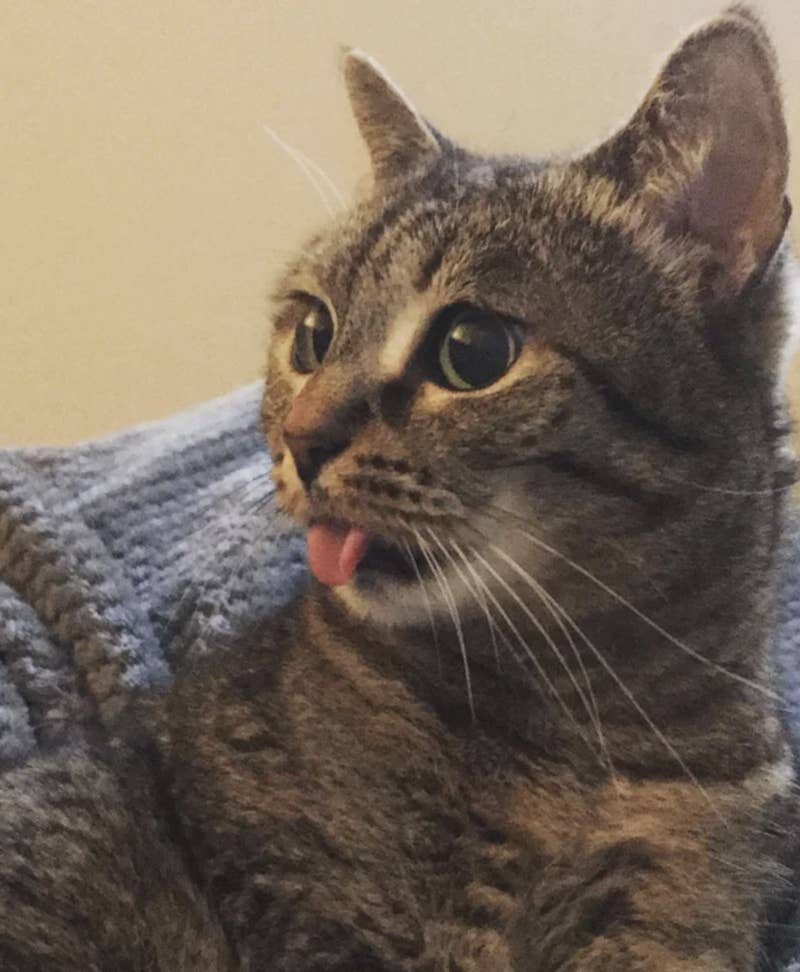 Photo: Everything suits cats. Even a tongue hanging out! #21 - BigPicture.ru