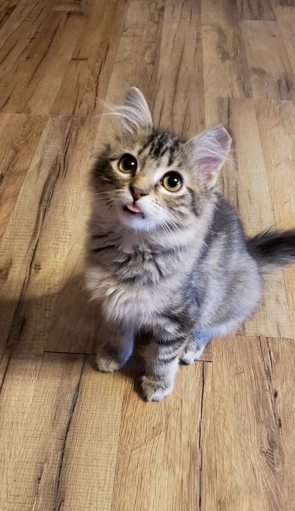 Photo: Everything suits cats. Even a tongue hanging out! #14 - BigPicture.ru