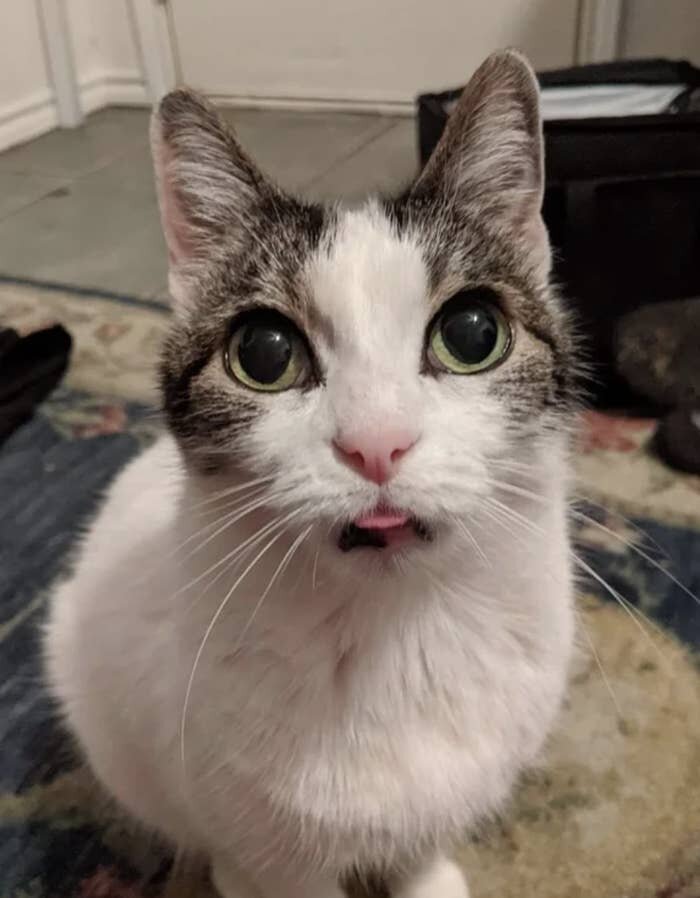 Photo: Everything suits cats. Even a tongue hanging out! #3 - BigPicture.ru