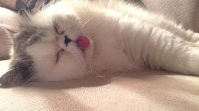 Photo: Everything suits cats. Even a tongue hanging out! #4 - BigPicture.ru