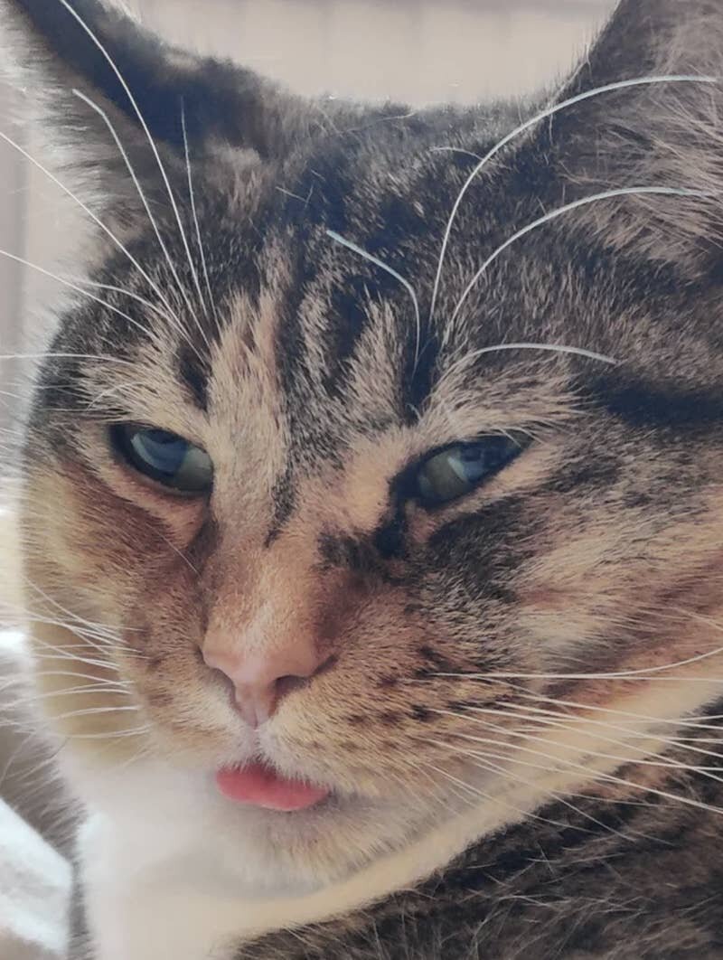 Photo: Everything suits cats. Even a tongue hanging out! #9 - BigPicture.ru