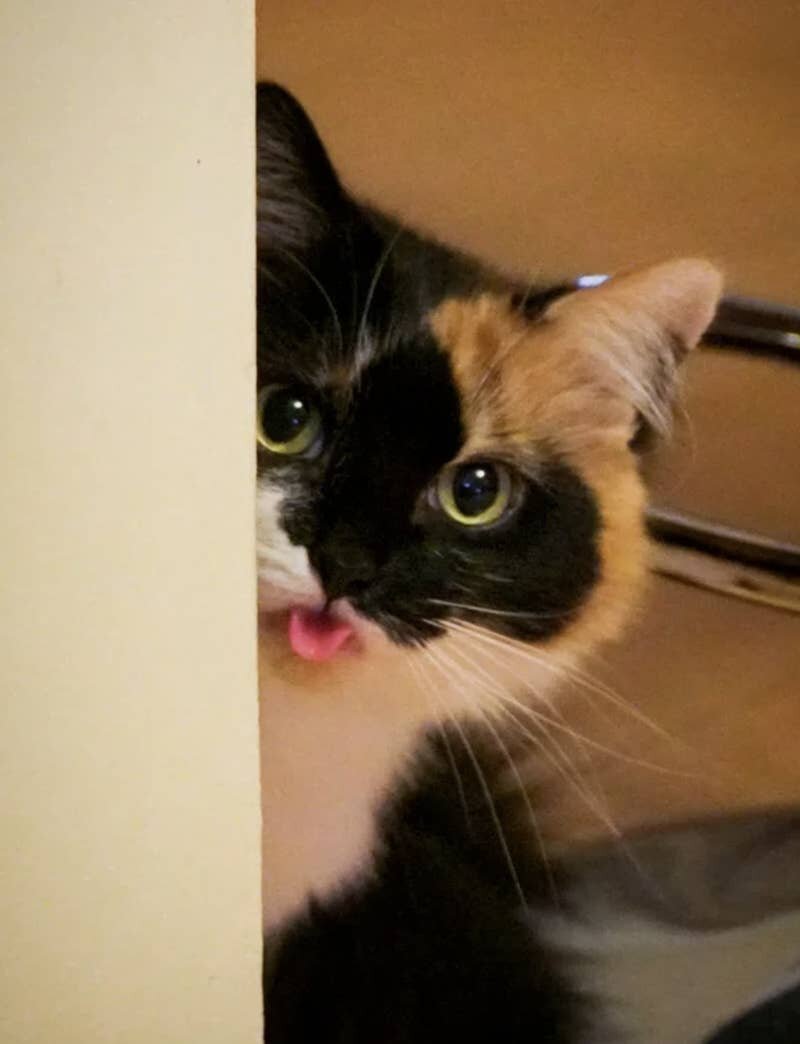 Photo: Everything suits cats. Even a tongue hanging out! #7 - BigPicture.ru