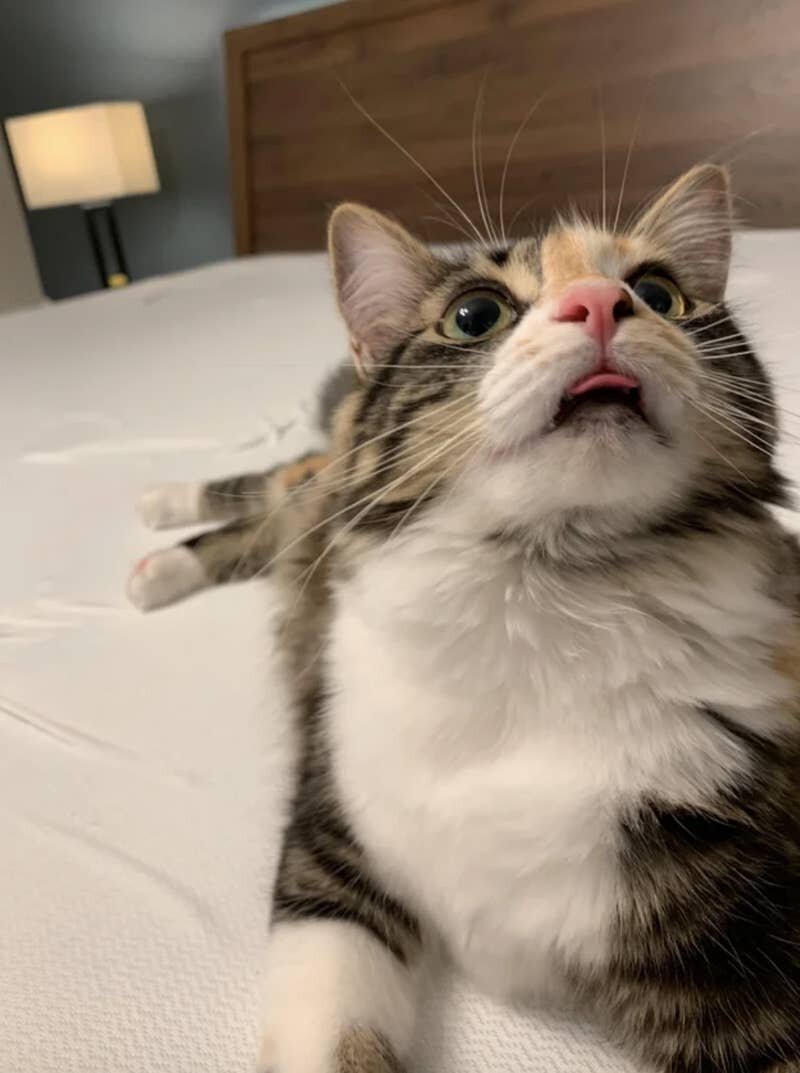 Photo: Everything suits cats. Even a tongue hanging out! #20 - BigPicture.ru