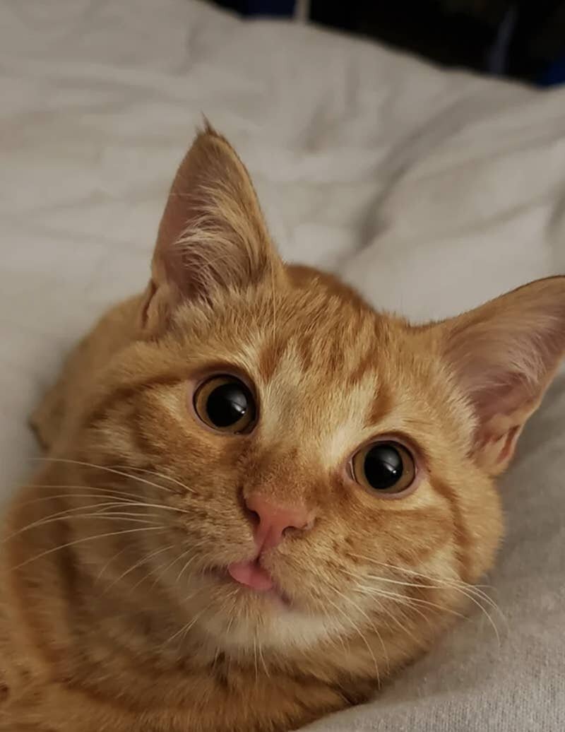 Photo: Everything suits cats. Even a tongue hanging out! #17 - BigPicture.ru