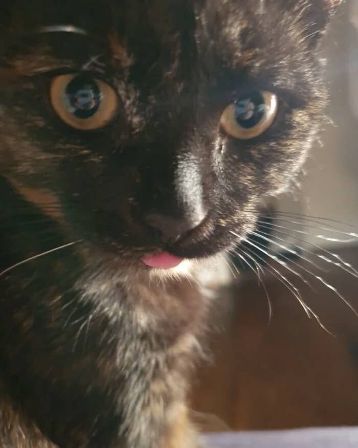 Photo: Everything suits cats. Even a tongue hanging out! #2 - BigPicture.ru