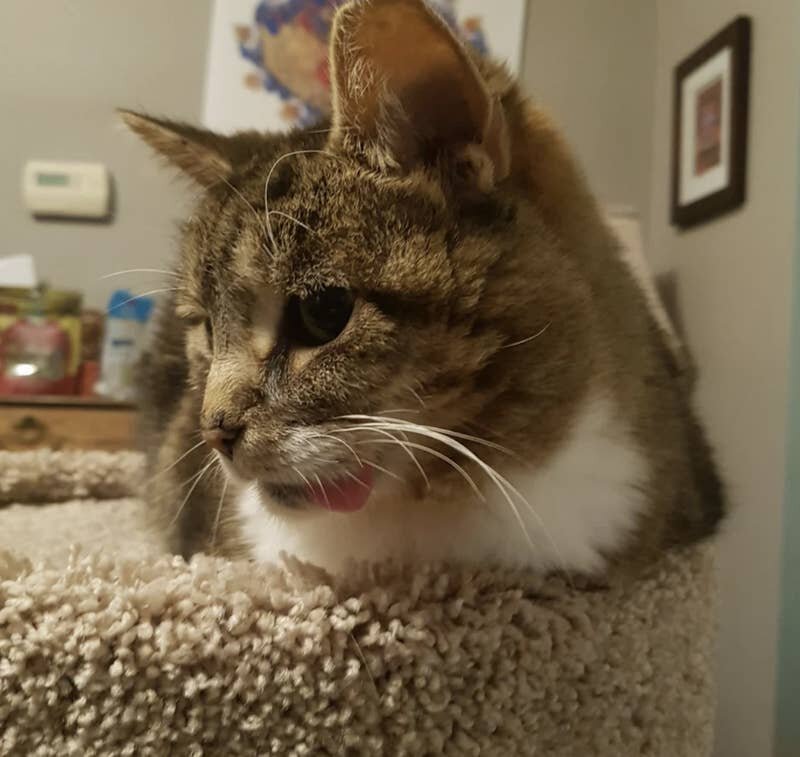 Photo: Everything suits cats. Even a tongue hanging out! #12 - BigPicture.ru