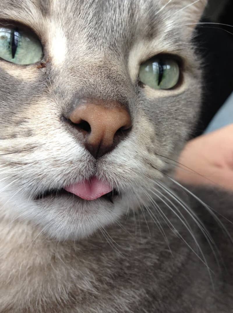 Photo: Everything suits cats. Even a tongue hanging out! #8 - BigPicture.ru