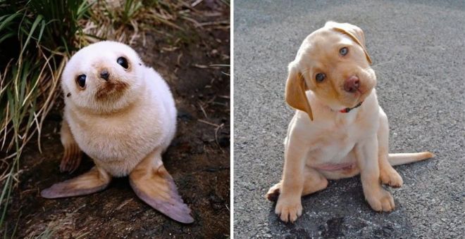 Photography: 25 Cute Photos That Will Convince You Dogs and Seals Are Related #11 - BigPicture.ru