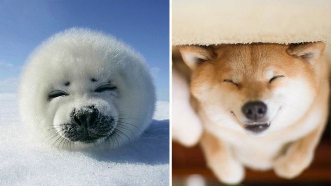 Photography: 25 Cute Photos That Will Convince You Dogs and Seals Are Related #10 - BigPicture.ru