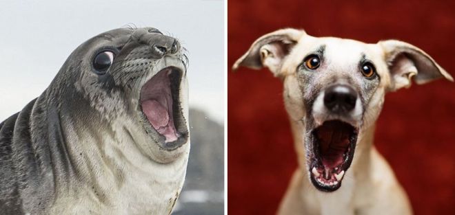 Photography: 25 Cute Photos That Will Convince You Dogs and Seals Are Related #4 - BigPicture.ru