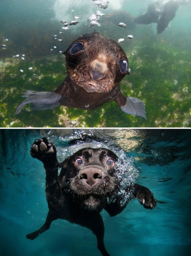 Photography: 25 Cute Photos That Will Convince You Dogs and Seals Are Related #17 - BigPicture.ru
