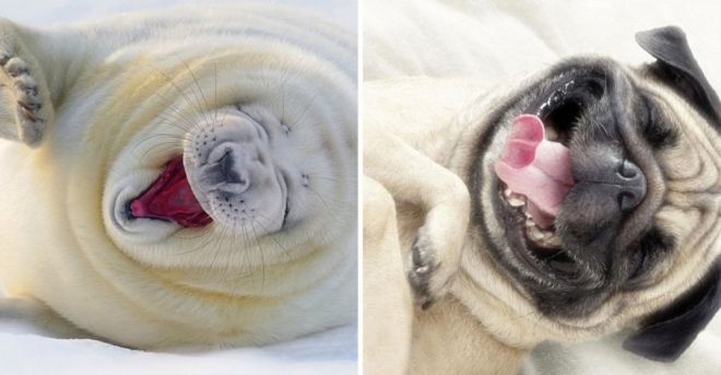 Photography: 25 Cute Photos That Will Convince You Dogs and Seals Are Related #25 - BigPicture.ru