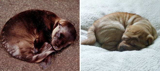 Photography: 25 Cute Photos That Will Convince You Dogs and Seals Are Related #9 - BigPicture.ru