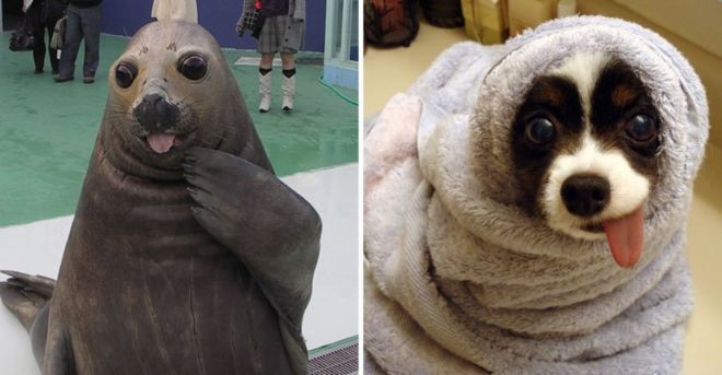 Photography: 25 Cute Photos That Will Convince You Dogs and Seals Are Related #19 - BigPicture.ru
