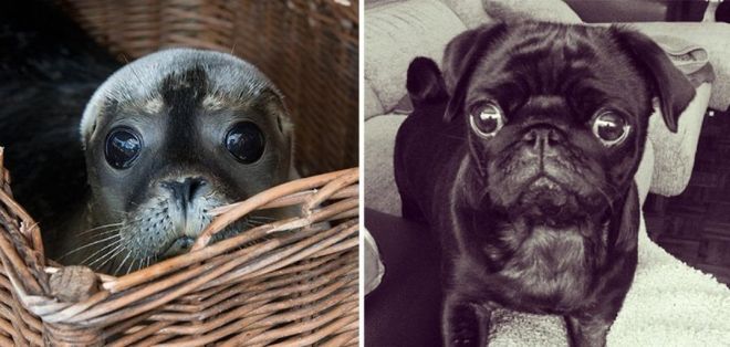 Photography: 25 Cute Photos That Will Convince You Dogs and Seals Are Related #24 - BigPicture.ru