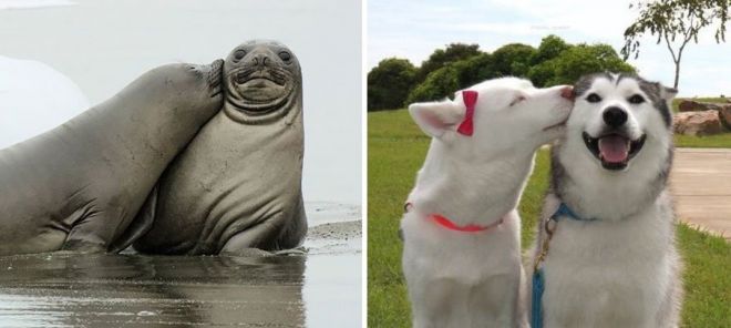 Photography: 25 Cute Photos That Will Convince You Dogs and Seals Are Related #14 - BigPicture.ru